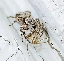 Tan Jumping Spider (Platycryptus undatus) with meal