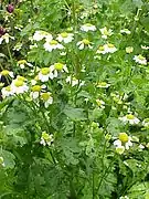 Tanacetum parthenium