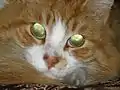 A domestic tabby cat's green tapetum lucidum, apparent with camera flash