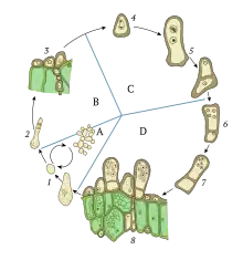 The life cycle of fungus Taphrina