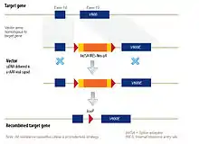 Diagram of a typical rAAV vector (source: https://www.horizondiscovery.com/gene-editing/raav)