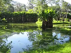 Pond with broad-leaved water plants