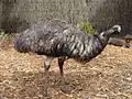 Emu