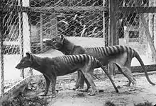 A pair of thylacines in Hobart Zoo prior to 1921 (Note that the male in the background is larger than the female.)