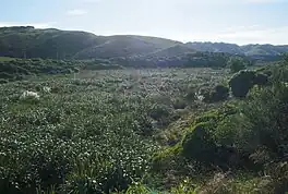 Taupō Swamp