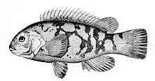 Tautoga onitis  is the type host of Microcotyle furcata