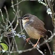 Juvenile P. s. melanorhyncha, Soysambu Conservancy, Kenya