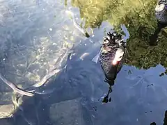 Ōrea (eels) in water with swans at park