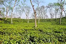 Image 39Sripur is a tourist spot in Bangladesh's Sylhet district. It is well known for its waterfalls, which span across the Bangladesh-India border. This picture features a tea garden in Sripur, Sylhet, BangladeshPhoto Credit: Moheen Reeyad