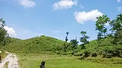 Tea garden in Juri Upazila