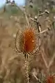 Teasel comb