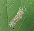 Blotch mine later instar larva