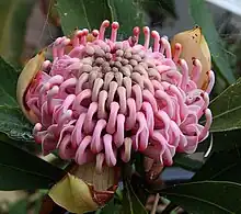 A pale pink flowerhead made up of hundreds of pinkish flowers still a little greenish in the centre is nestled among its bracts and leaves.