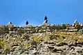 Blackbirds perched on top of the cella wall.