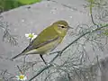 Female during migration in Chicago