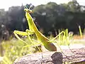 Adult female Tenodera angustipennis