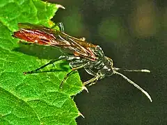 T. livida, female