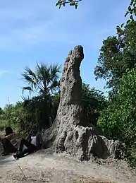 A Macrotermitinae mound in the Okavango Delta just outside Maun, Botswana