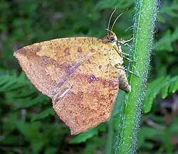 Tetragonus sp., a day-flying callidulid moth holds its wings like a butterfly but lacks the knobbed antennae