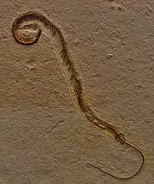 Tetrapodophis