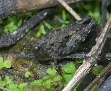 Tettigidea armata