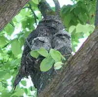 Tawny frogmouth with two 32-day-old chicks, Melbourne