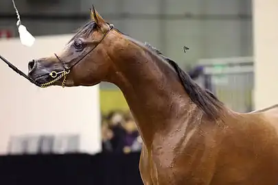 Extreme concave profile on a show Arabian horse