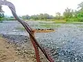 Thai cat snake from Dalgaon, Alipurduar, West Bengal.