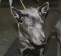 A black Thai Ridgeback