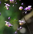 Thalictroideae:Thalictrum delavayi