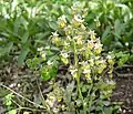 Early meadow-rue (Thalictrum dioicum)