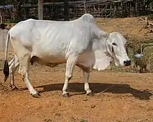 Thari cow breed originating from Tharparkar, Sindh, popular since World War I