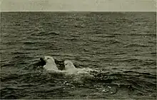 Polar bears swimming near Cape Parry, 1913