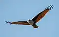 Image 13The Brahminy kite (Haliastur indus) is a medium-sized bird of prey in the family Accipitridae found in the Indian subcontinent, Southeast Asia and Australia. They are found mainly on the coast and in inland wetlands, where they feed on dead fish and other prey. Adults have a reddish-brown body plumage contrasting with their white head and breast which make them easy to distinguish from other birds of prey. The pictured specimen was photographed at Kuakata Eco-Park.Photo Credit: Md. Tareq Aziz Touhid