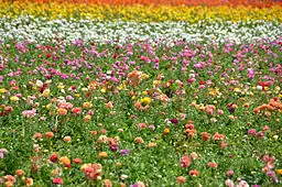 A field of flowers ranging in colors of purple, pink, yellow, white, and others