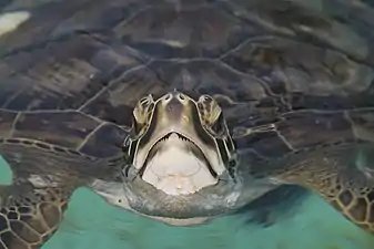 Green sea turtle