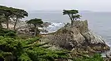 Lone Cypress, 2017