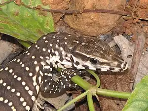 Head (juvenile)