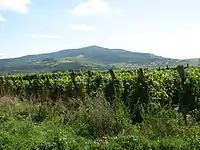 Wineyards near Tokaj