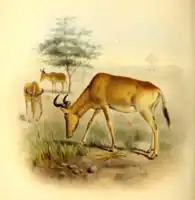 Coke's hartebeest