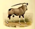 Oryx gazella