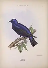 Illustration of male bird from The genera of birds, c. 1849