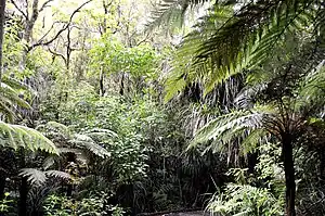 Waipoua Forest