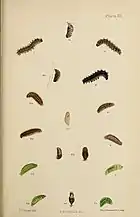 Figs. 4, 4a larva after last moult 4b pupa side view and back view