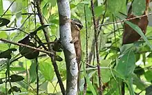 Brown treeshrew