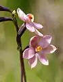 Thelymitra rubra