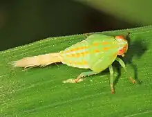 Thionia quinquata nymph