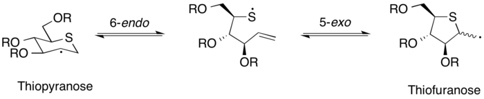 Thiosugar 5-exo and 6-endo cyclization