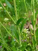 Stem and leaves