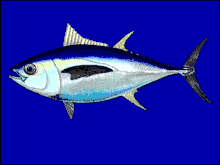 Image 23Bigeye tuna cruise the epipelagic zone at night and the mesopelagic zone during the day (from Deep-sea fish)